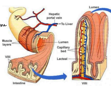 <p><strong><u>Walls of Jejunum and Ileum - Villi </u></strong></p><ul><li><p>Connected to ______ to allow <span style="color: red;"><strong>nutrients to circulate in the blood. </strong></span></p></li></ul><p></p>