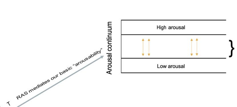 <p>We are most adaptable when we are in a “window” of midrange </p>