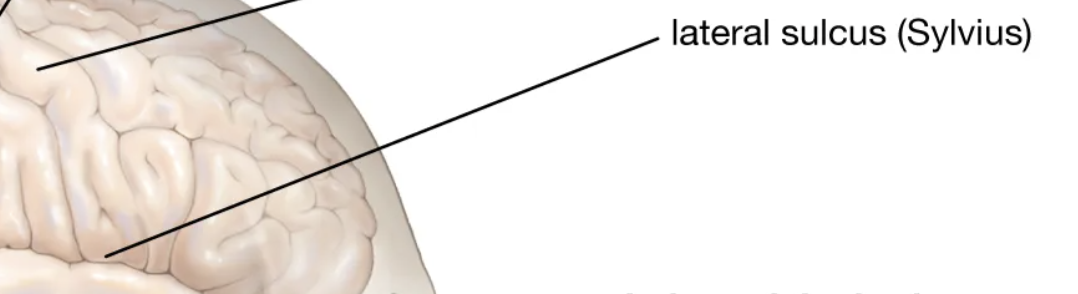 <p>Groove or elongated depression</p>