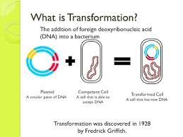 <p>Is the procedure in which bacteria with recipient cells acquires foreign DNA from the environment</p>