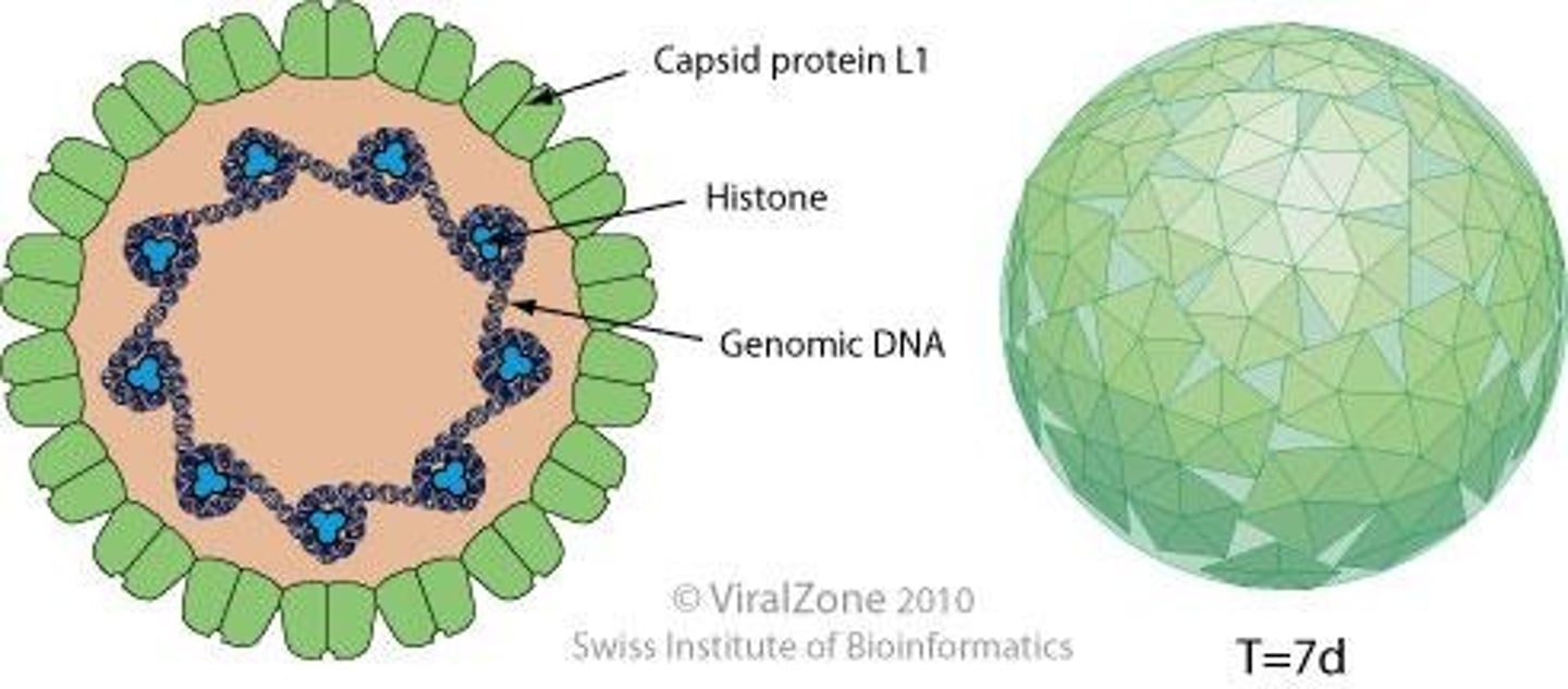 <p>non-enveloped, icosahedral with circular dsDNA viral genome inside the capsid</p>