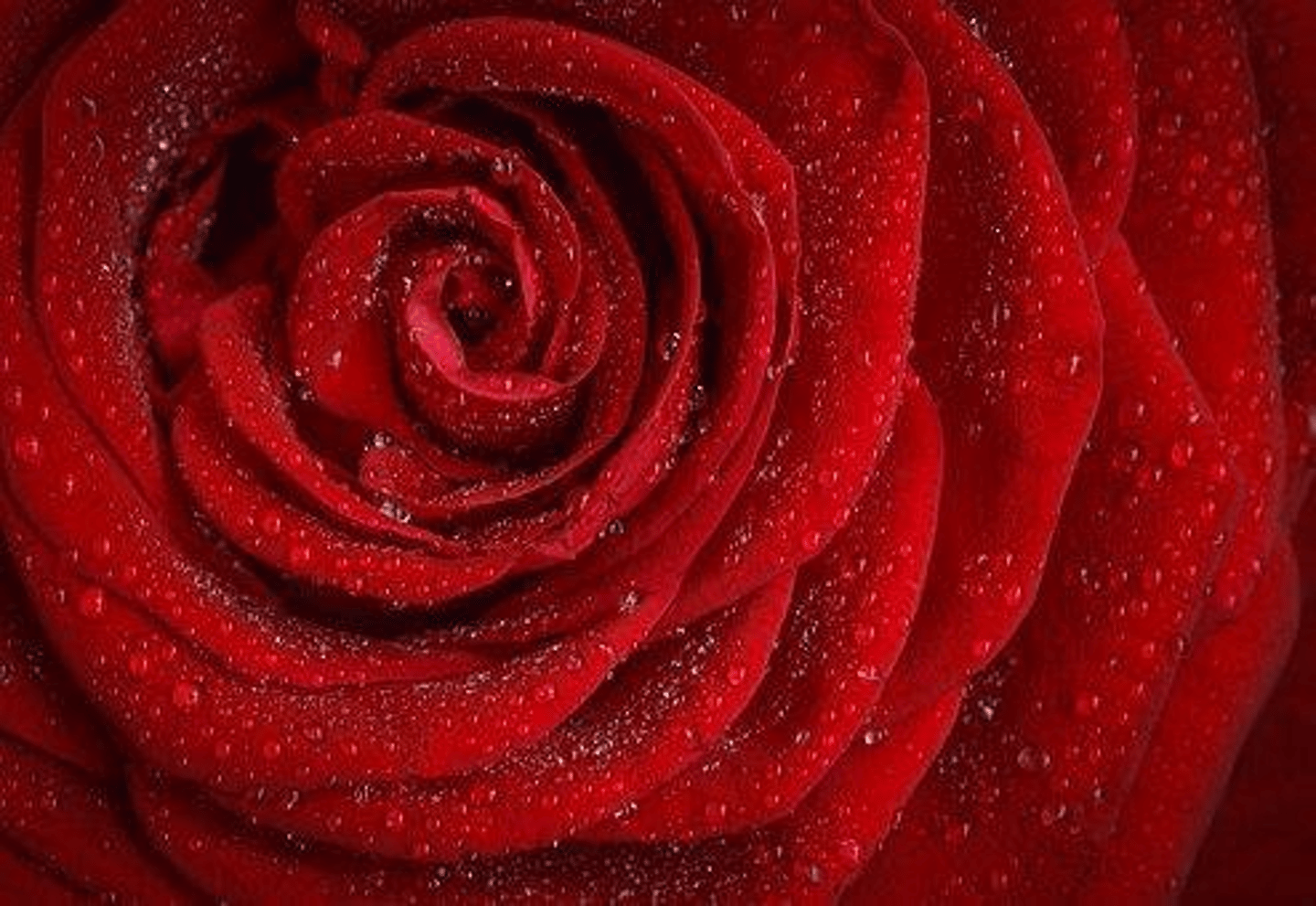 <p>Using FIFO, the closing inventory is valued at £8,800 for 1,100 unsold roses.</p>