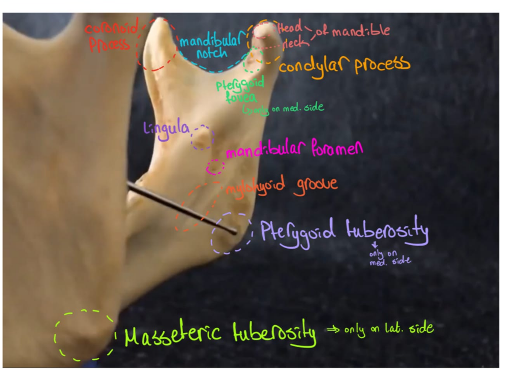 <p>Neck of mandible</p>