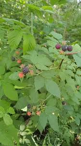 <p>Black raspberry&nbsp;</p>