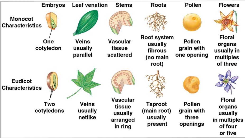 <p>Monocots:</p><ul><li><p>one cotyledon</p></li><li><p>parallel veins</p></li><li><p>scattered vascular tissue</p></li></ul><p>Dicots:</p><ul><li><p>two cotyledons</p></li><li><p>netlike veins</p></li><li><p>vascular tissue arranged in ring</p></li></ul>