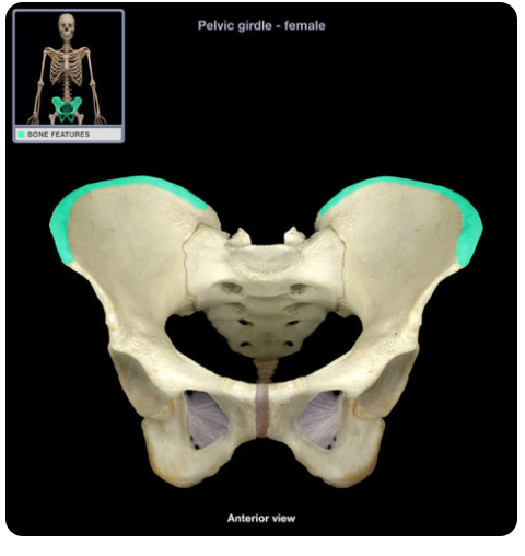 the upper curved edge of the ilium