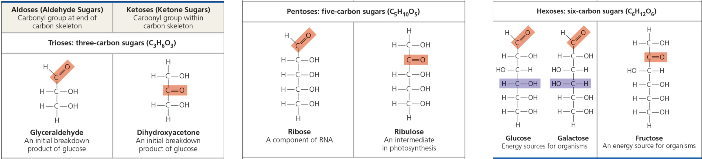 <p><span>size of the carbon skeleton, which ranges from three to seven carbons long</span></p><ul><li><p><span><u>Triose</u> - 3-Carbon sugar</span></p></li><li><p><span><u>Pentose</u> - 5-Carbon sugar</span></p></li><li><p><span><u>Hexose</u> - 6-Carbon sugar</span></p></li></ul><p></p>