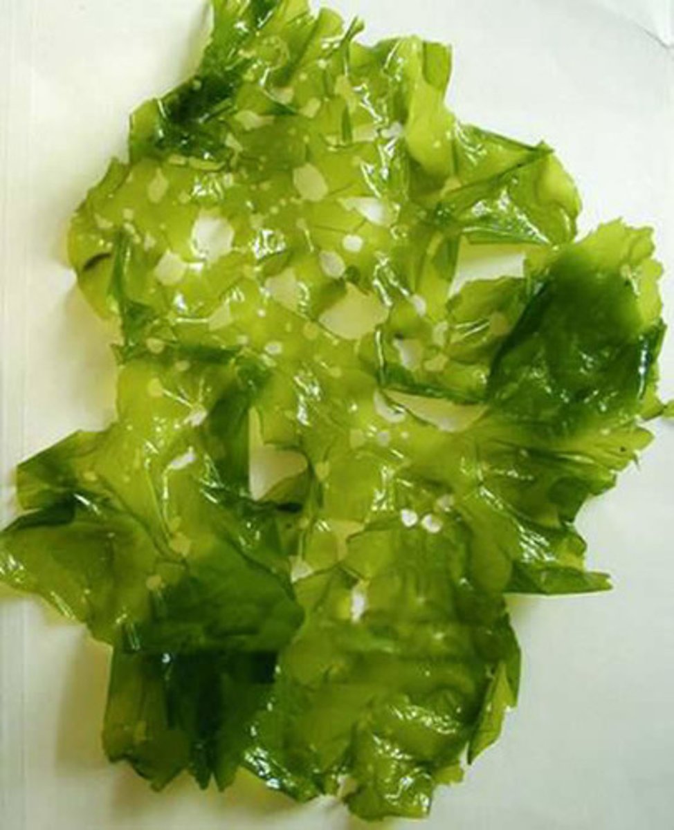 <p>(Ulvophyceae)</p><p>nonmotile, multicellular flat thallus w/ modified 'holdfast'</p>