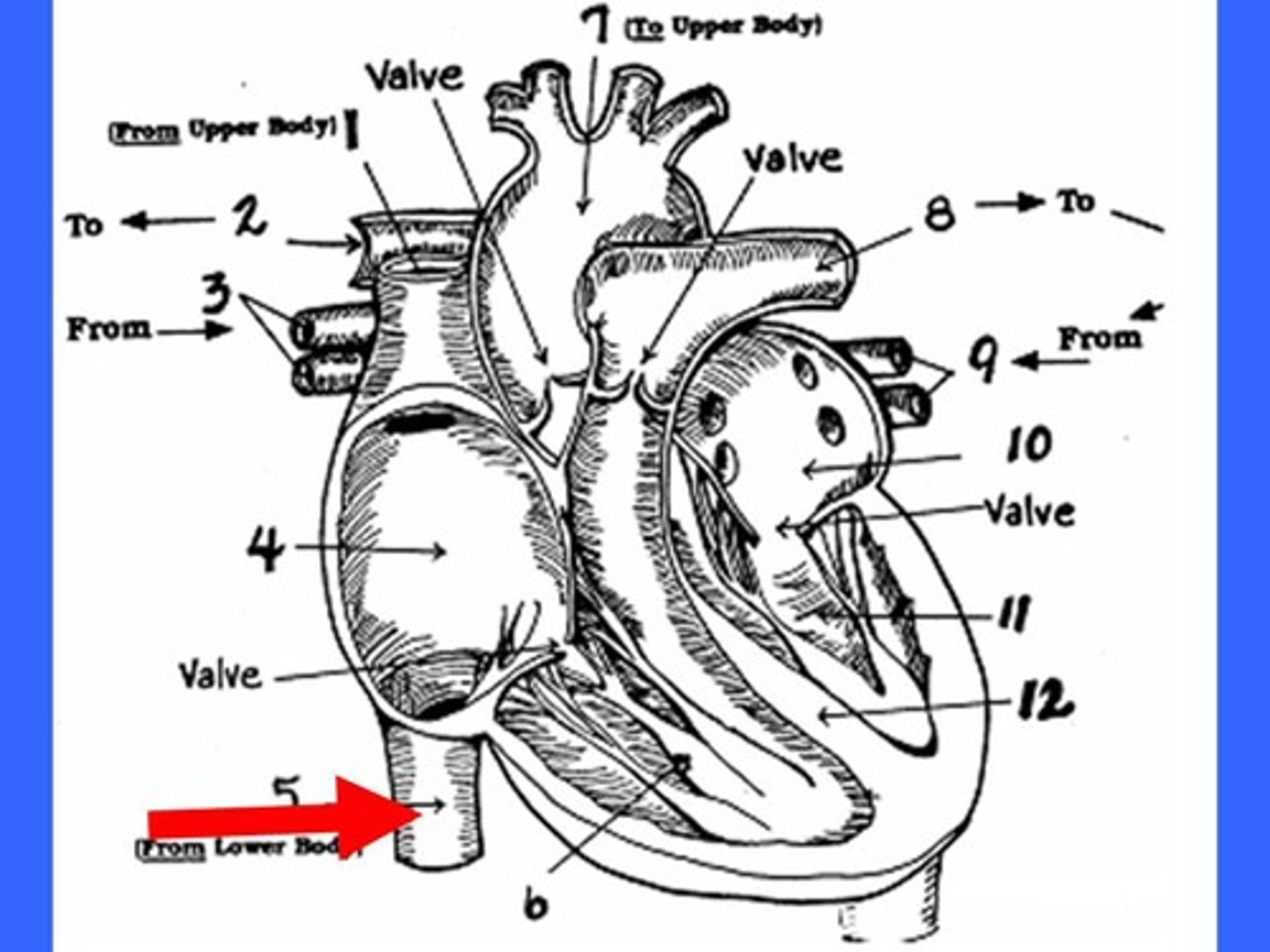 <p>Carries blood from lower regions of the body to right atrium.</p>