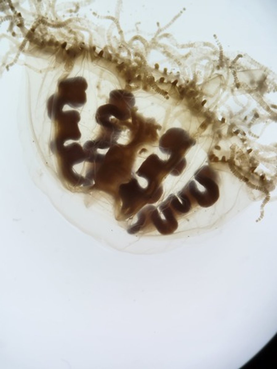 <p>Identify Taxonomy</p>