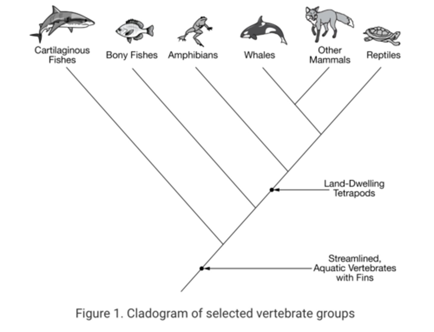 <p>A Convergent evolution, because these organisms do not share a recent common ancestor.</p>