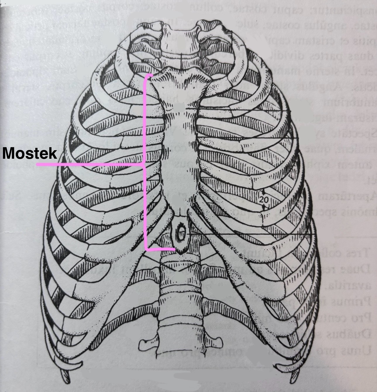 <p>Sternum</p>