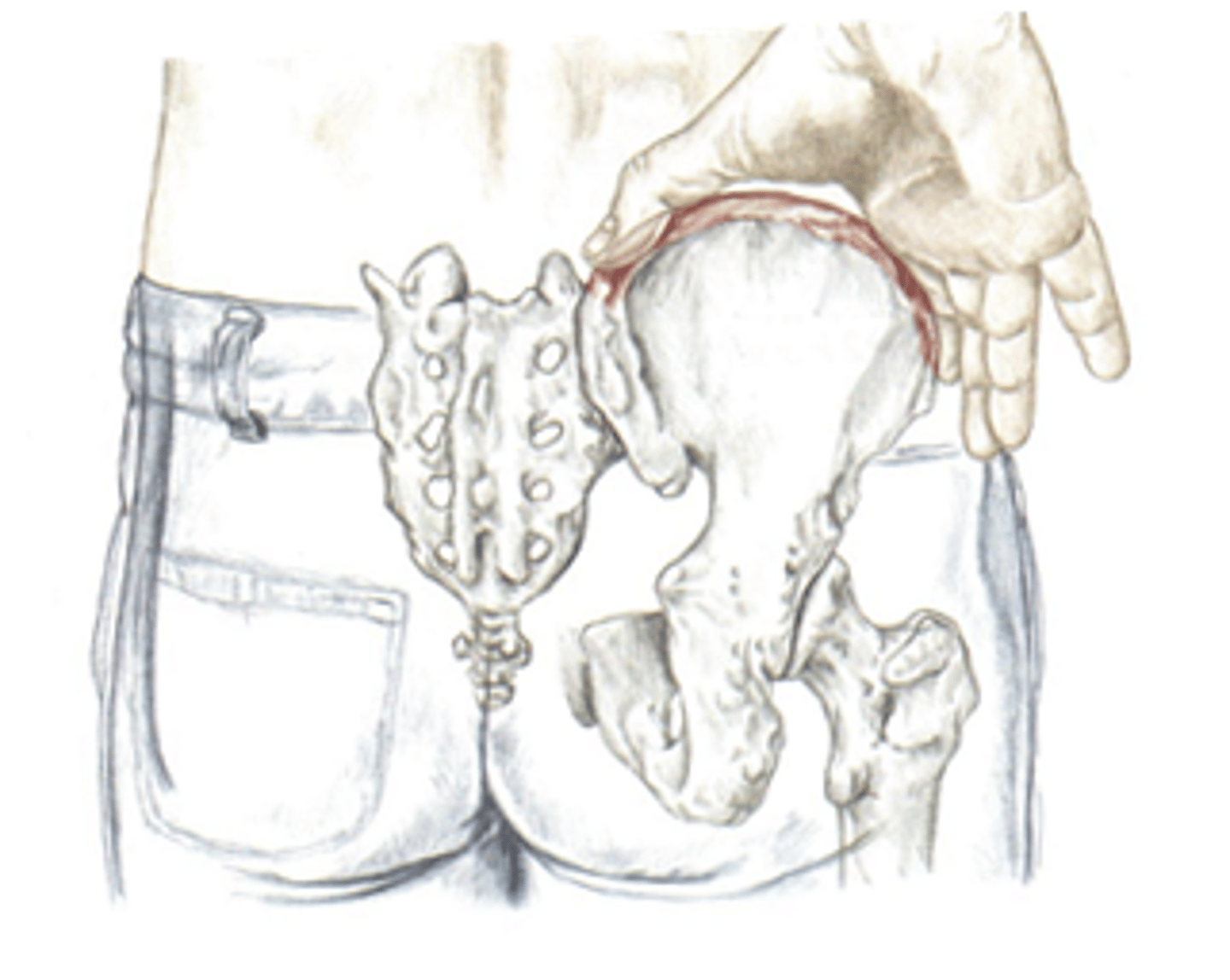 <p>Found on the top of the hip bone. pistol grip.</p><p>Site of attachment for erector spinae (extends spine) and latissimus dorsi (shoulder extension and adduction) and lumbar fascia.</p><p>Origin of gluteus maximus (hip extension)</p><p>Transverse abdominus attaches (compresses abdomen)</p>