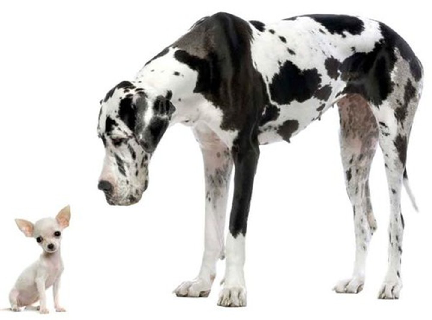 <p>great/ big; large</p>