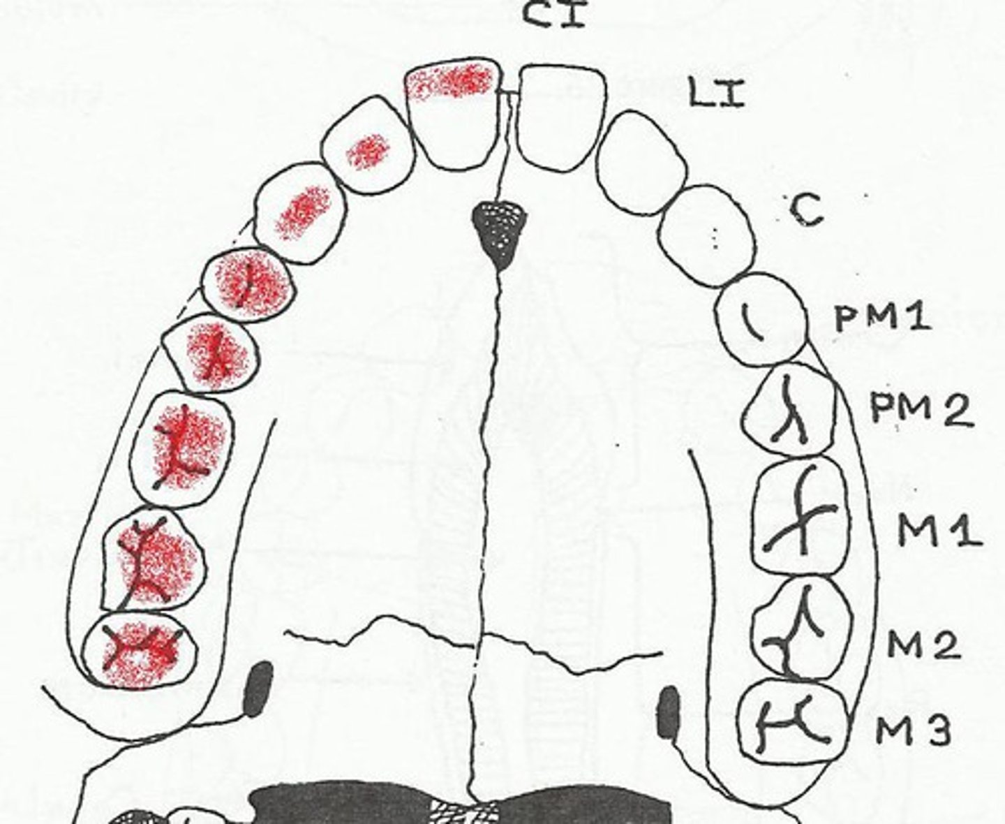 <p>Surface of the tooth that makes contact with the opposing tooth. It is the chewing or biting surface.</p>