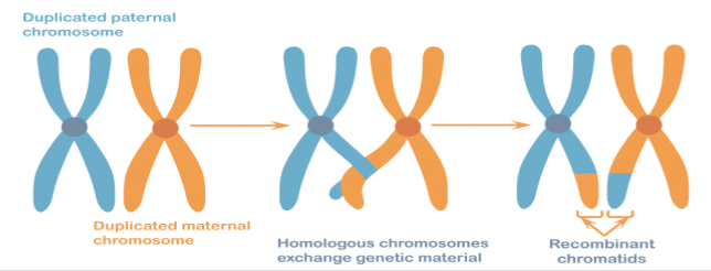 <p>Each replicated chromosome pairs with its homologous chromosome, and <strong><em><u>crossover</u></em></strong> happens</p>