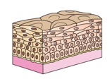 <p>How would you classify the following epithelium: </p>