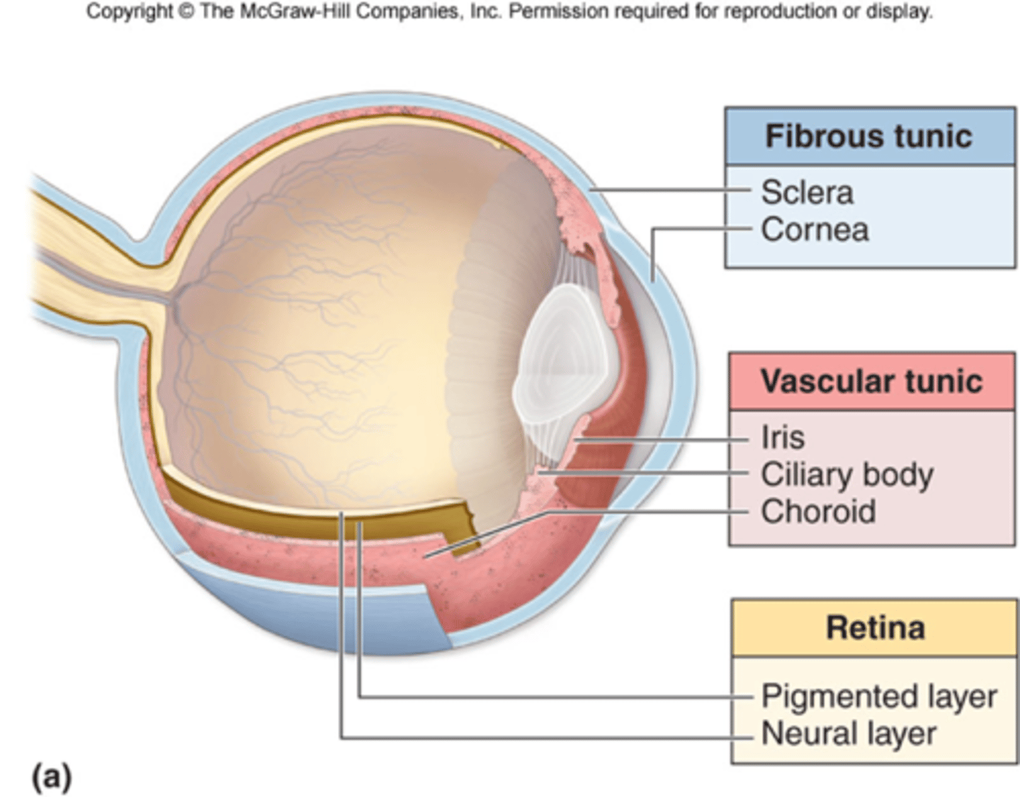 <p>fibrous tunic, vascular tunic, retina</p>