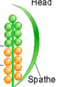 <p>spikelike inflorescence with imperfect flowers, but both types occur in the same inflorescence, most often with staminate flowers located in the upper portion of the inflorescence and carpellate flowers in the lower portion, although they can intermingle. </p><p>The main inflorescence axis is thick and fleshy with minute flowers embedded in it</p>