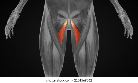 <p><span>Adducts and flexes thigh.</span></p>