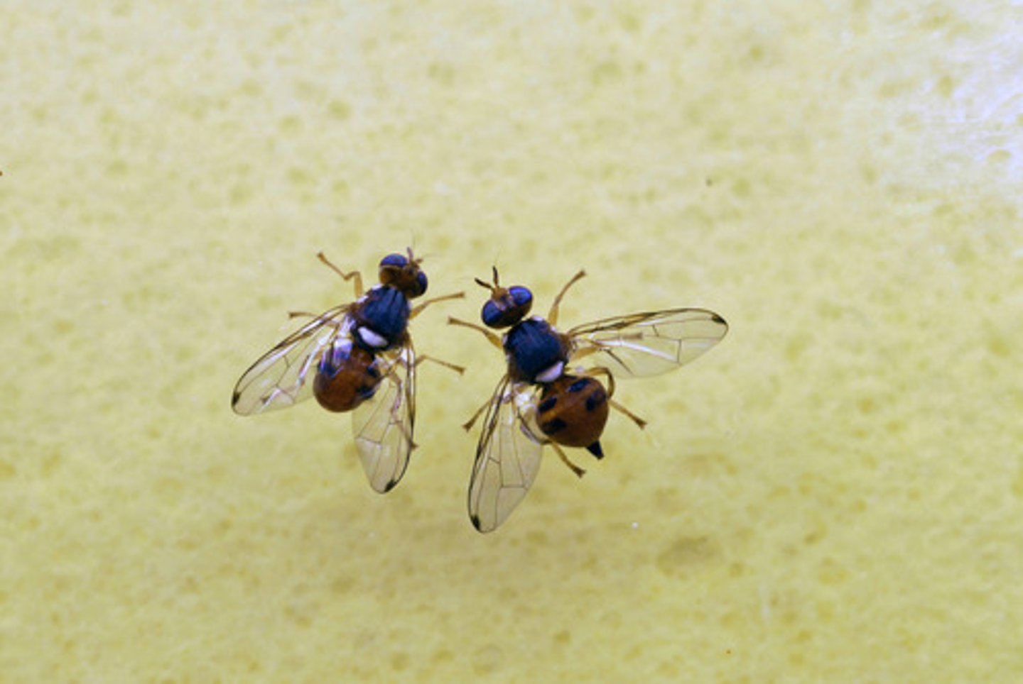 <p>often considered a nonfunctional relic of human past; it animals, it provides information about another animals identity or status (i.e. stress); secreted by glands or in urine that has effects on other animals behavior; stimulates vomeronasal organ (VNO); colorless molecules</p>