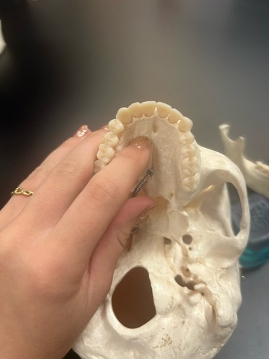 <p>name the bone</p>