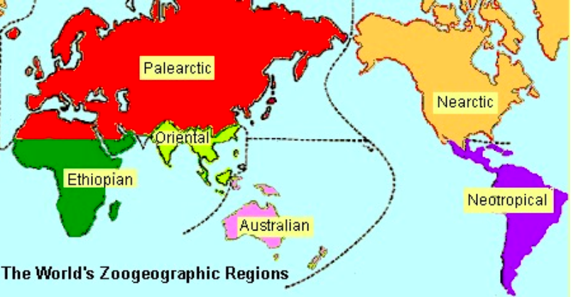 zoogeographic regions 