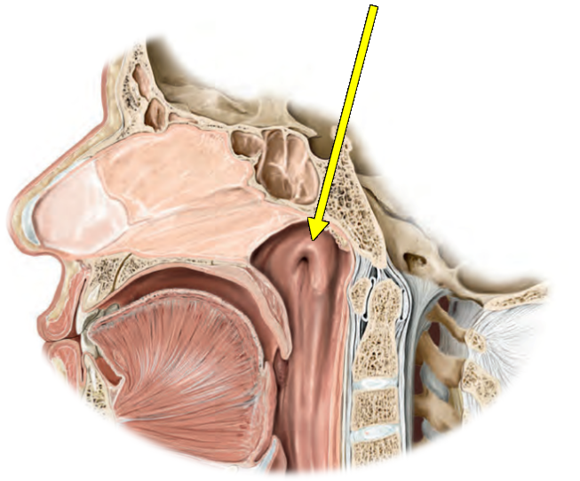 <p>Identify the structure indicated by the tip of the arrow.</p><p></p><ul><li><p>Choana</p></li><li><p>Eustachian tube</p></li><li><p>Salpingopharyngeal fold</p></li><li><p>Sphenoethmoidal recess</p></li><li><p>Torus tubarius </p></li></ul><p></p>