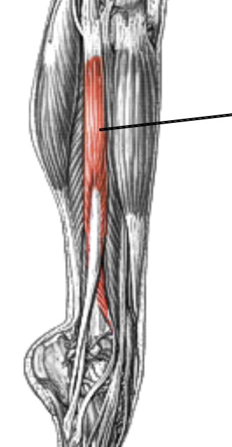 <p>Which muscle of the foot/ankle is:</p><ul><li><p>Runs along the lateral side of lower leg</p></li><li><p>Action: foot eversion</p></li><li><p>Nerve: <span style="color: yellow;">fibular</span></p></li></ul><p></p>