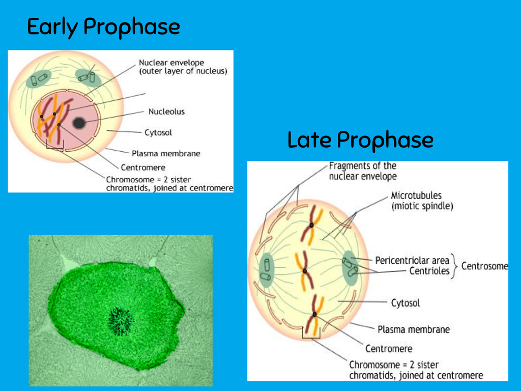 Beginning of mitosis __**p**__repares cell for division

a) nuclear membrane disintegrates; nucleolus dissapears

b) chromosomes coil and contract (thicken) and become visible (chromati__**d**__s) \*\*link the D in chromatids to the D in __**d**__ividing

c) replicated chromosomes are held together by a protein called a __**centromere**__

d) centriole moves to the opposite poles of the cell

e) spindle apparatus forms