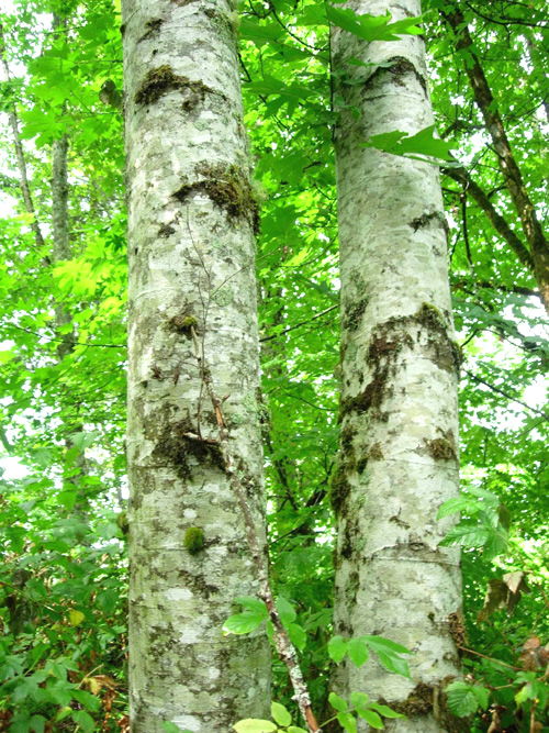 <p>What tree is this?</p>