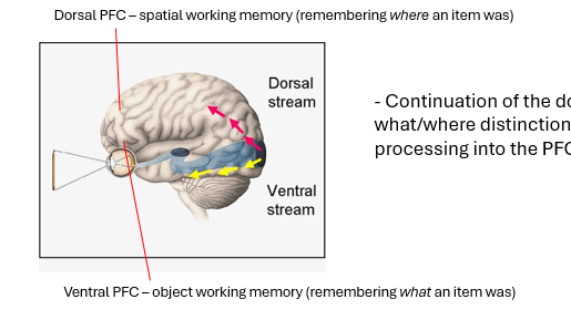 <ul><li><p>one of key tenets of the standard model is that there are 2 types of visuospatial WM → one for objects &amp; spatial locations</p></li><li><p>extended what we know about visual object recognition into PFC</p><ul><li><p>the idea that the 2 visual streams extend into the PFC and enable remembering this information over short periods.</p></li><li><p>locating objects in space &amp; for identifying objects</p></li></ul></li><li><p>The evidence for this idea came predominantly from monkey neurophysiology studies</p></li></ul><p></p>