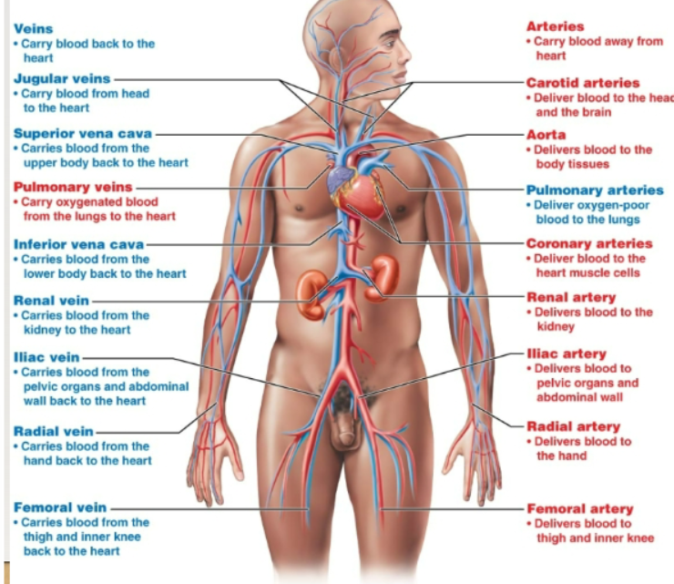 <p>Blood vessels and heart. Distributes blood, delivers nutrients, and removes waste</p>