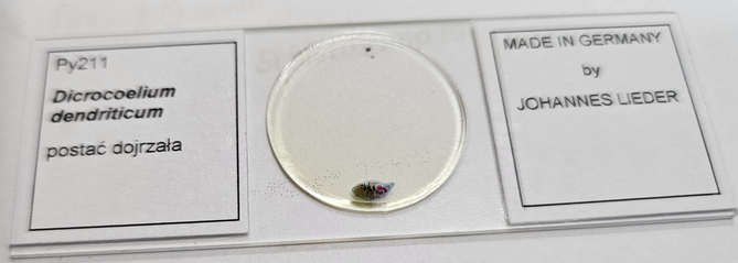 <p><strong><em>Dicrocoelium dendriticum</em></strong></p><p></p><p></p><p><strong>Parazytoza:</strong> <em>Dikrocelioza</em></p>