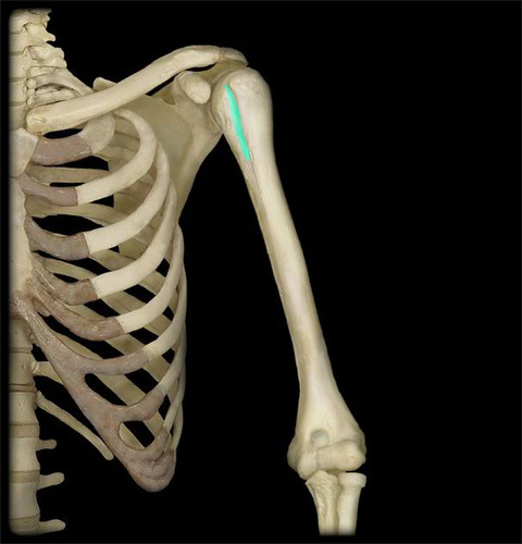 groove between the greater and lesser tubercles of the humerus