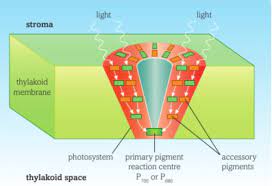 <p>Photosynthetic pigments.</p><p></p><ul><li><p>Each pigment absorbs light of a particular wavelength and reflects other wavelengths of light</p></li></ul>