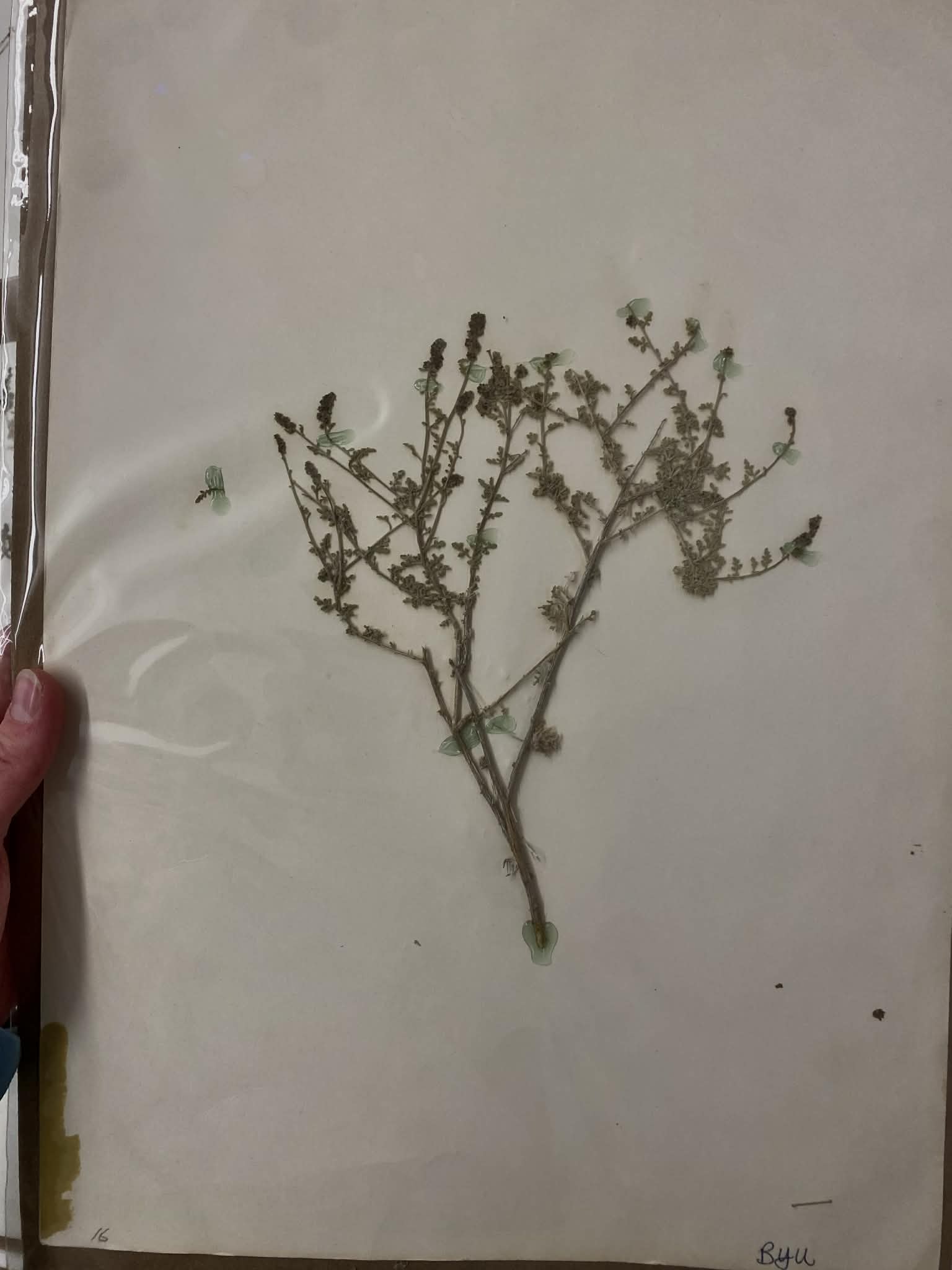 <p>Heliantheae, P, N, Ambrosia Dumosa, White bursage</p>