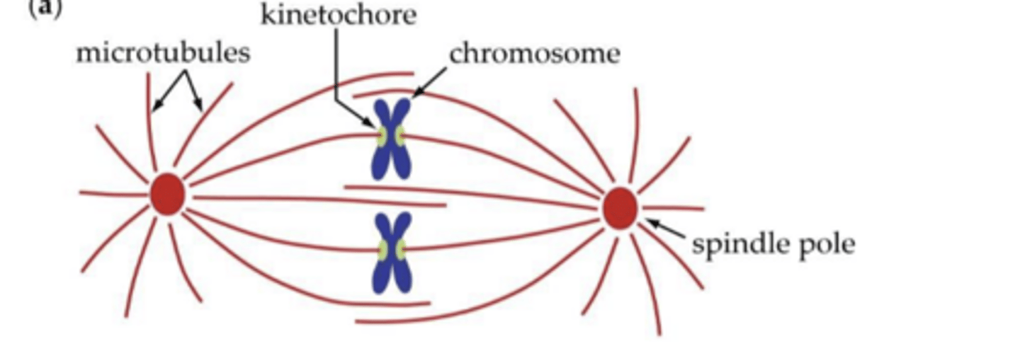<p>This cell has 2 chromosomes</p>