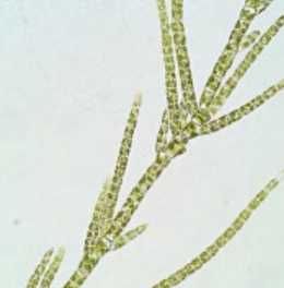 <p>frw benthic</p>