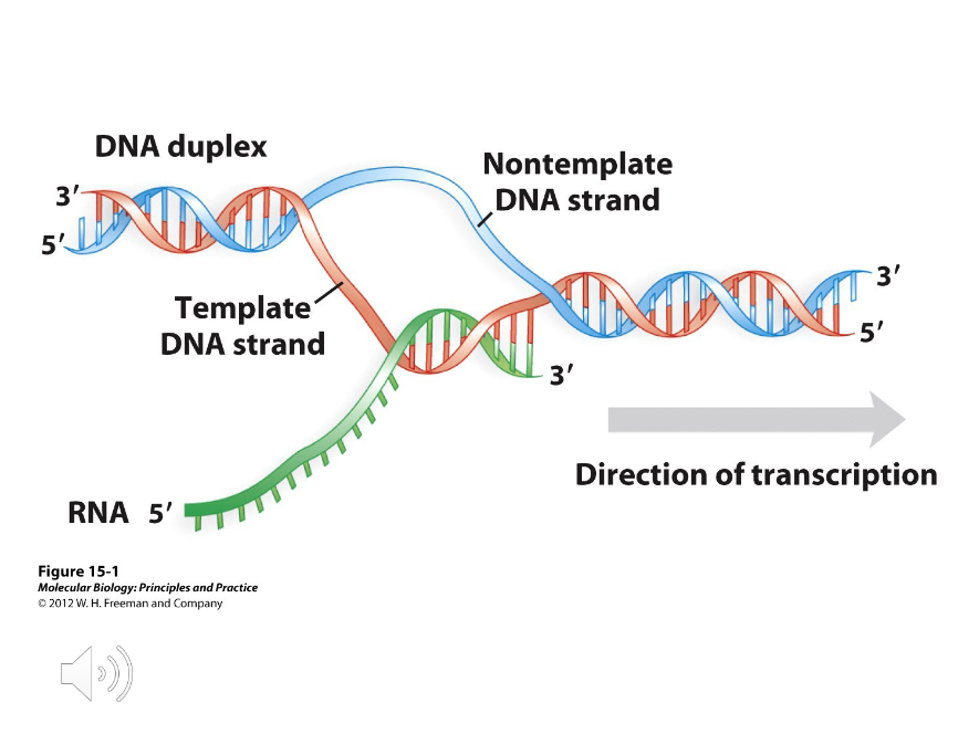 <p>The process of copying the sequences of DNA into an RNA molecule, which occurs in the nucleus of a eukaryotic cell and is catalyzed by an RNA polymerase.</p>