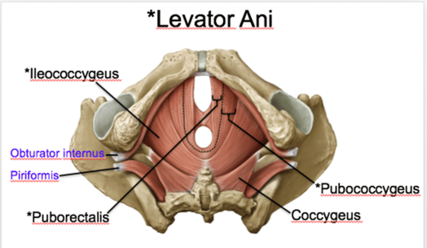 <p>What are the three parts of the levator ani muscle? </p>