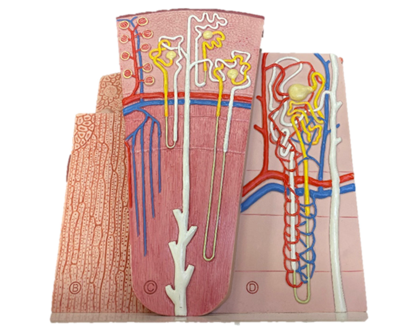 <p>Label the cortical nephron of the nephron </p>