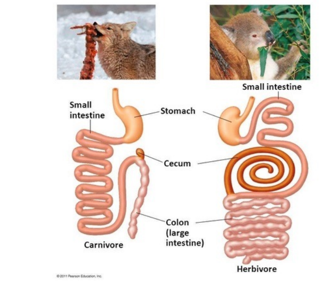 <p>Anatomy reflects diet</p>