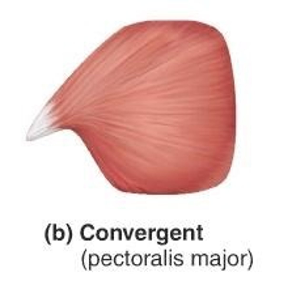 <p>-Muscle fibers form a broad area but come together at a common point</p><p>-Pectoralis major and temporalis</p>