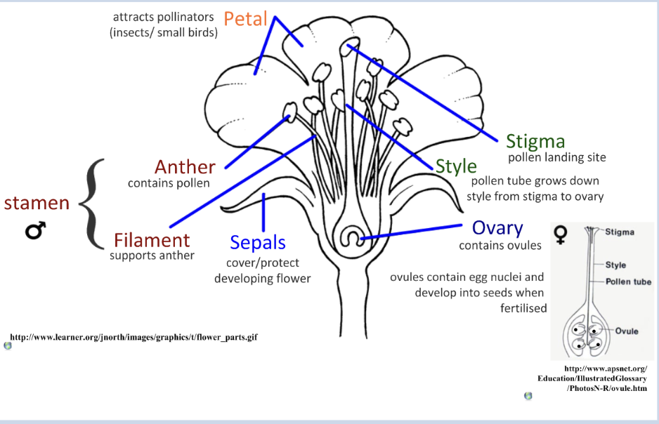 <p>angiosperms are flowering plants that use sperm bearing pollen, flowers and seeds to produce offspring and disperse them to new areas</p><p>male part of the flow is called the stamen that contains the sperm/pollen</p><p>the flower has a female part called the pistil that recieves the sperm in the ovary </p>