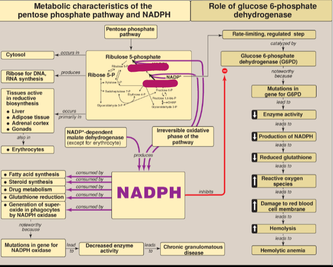 <p>What is the rate-limiting step in the PPP?</p>