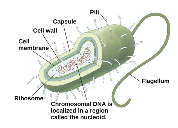<ul><li><p>Simple, single-celled (unicellular) organism</p></li><li><p>Lacks a nucleus, or any other membrane-bound organelle</p></li><li><p>DNA is found in the nucleoid</p></li></ul>