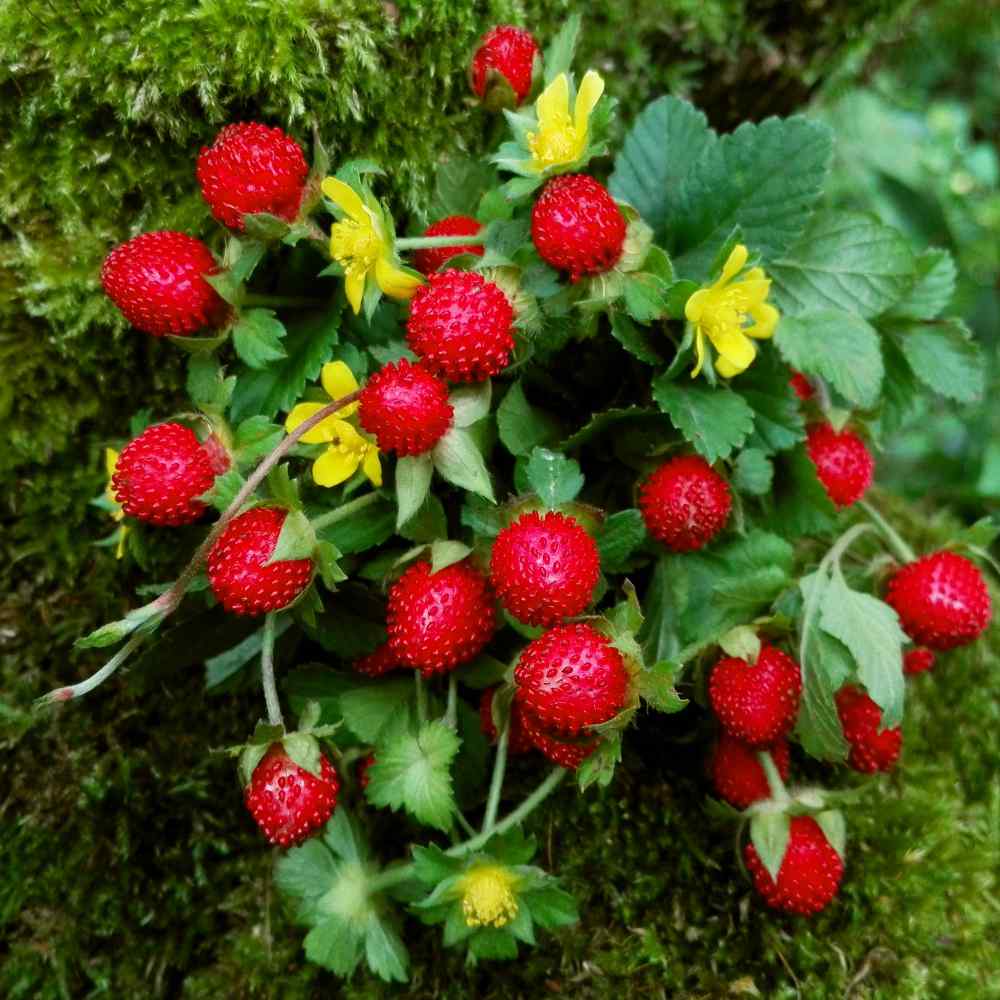<p>Indian Mock Strawberry</p>