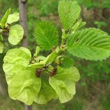 <p>Location: well drained bottomlands and moist uplands</p><p>Leaf: alternate, simple, margin is sharply doubly serrate, sand paper like</p><p>Fruit: samara, hairless and smooth</p><p>Bark: very tight</p>