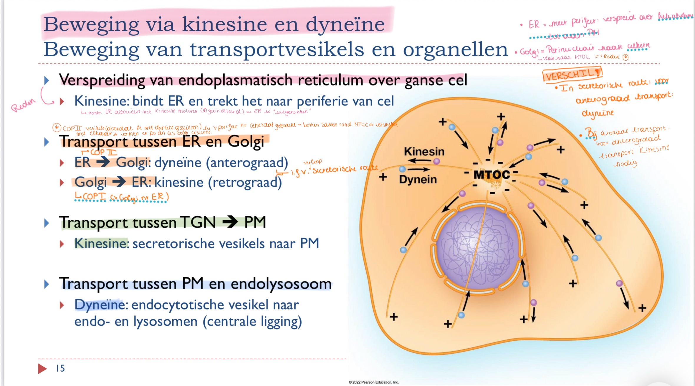 <p>Dyneïne: endocytotische vesikel naar endo- en lysosomen (centrale ligging)</p>